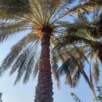 بریدن نخل وقطع درختان مزاحم ساخت ساز