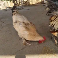 نیمچه خروس برهما امپراطور