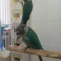 *گیرینچیک تراکوئیس نر دو ساله*