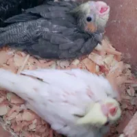 ۳تا عروس هلندی ۲تا جوجه سرلاکی
