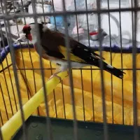 سهره نر معاوضه با نقره یا سهره قناری