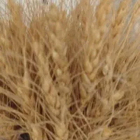 گندم دیم
