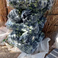 بادمجان