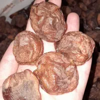 قیصی پیوندی