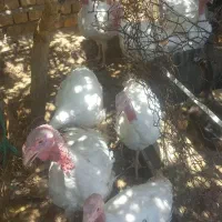 بوقلمون گوشتی