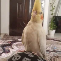 پرنده زیبا و دوست داشتنی عروس هلندی