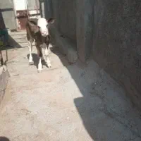 گوساله نر
