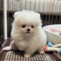 سگ پامرانین خرسی عروسکی.