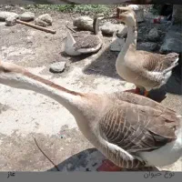تخم قوغاز نطفه دار