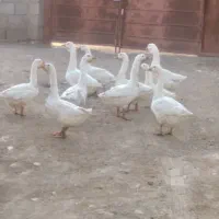غوغاز لندا تازه تخم میزام