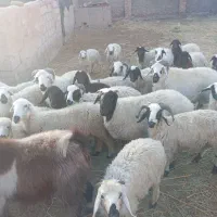 گله گوسفند با نازلترین قیمت جمع به فروش میرسد