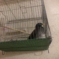 مرغ مینا نر