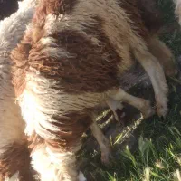 بره