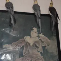 پرندگان