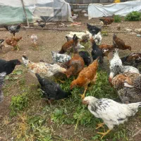 نیمچه سه ماهه محلی وگلپایگانی