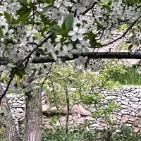 زمین کشاورزی و باغ داری