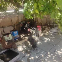 فروش مرغ و خروس
