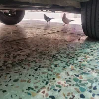 جفت کبوتر دم زرد و سینه ای
