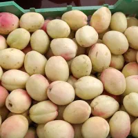 زردالو مجلسی