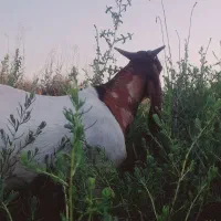 کهر نر.