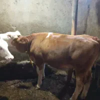 دو راس گوساله ماده 11ماهه