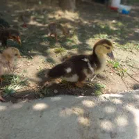 جوجه مرغ جوجه شاختار