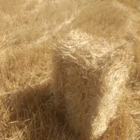 کلش گندم