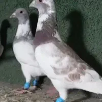 ۳ تا ابلغ ی سوسکی