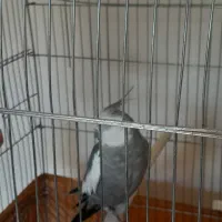 عروس هلندی