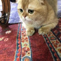 اسکاتیش گلد ny12 نر