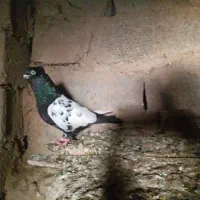 کبوتر|پرنده|حمیدیه, |دیوار