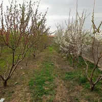 باغچه-500-متری-چهاردیواری