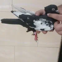 سینه ای معاوضه میکنم
