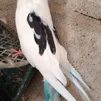 کبوتر های ناب
