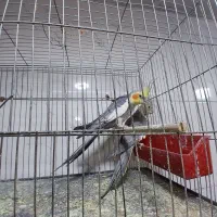 ....|پرنده|اهواز, کوی علوی|دیوار