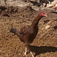 ۲ عدد مرغ اصیل محلی