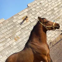 نریان|اسب و تجهیزات اسب‌سواری|بربرود, |دیوار