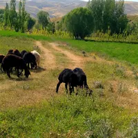 بره نر|حیوانات مزرعه|نیر (اردبیل), |دیوار