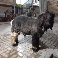 بره داشتی