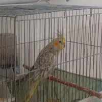 عروس هلندی