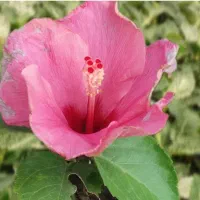 گل طبیعی برای آپارتمان و حیات