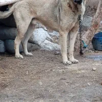 واگذاری سگ گله