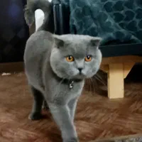 گربه اسکاتیش فولد جفتگیری جفتیابی
