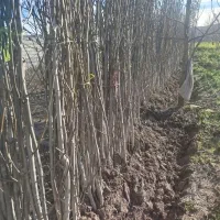 نهال گردو آمریکایی