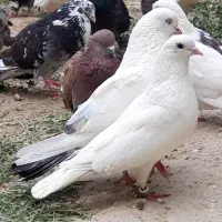 گنجه بری نزدیک به ۴۰تا اس دونه ۳۰۰یجای گلچین