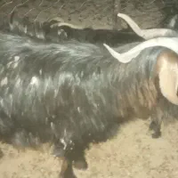 بز نر