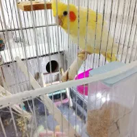 عروس هلندی مولد