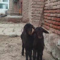 بره نروماده قزل افشار 45روزه علف خور
