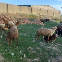 گوسفند بره دار