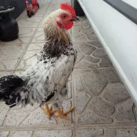 خروس 6ماهه محلی برای قربانی یا جفتگیری